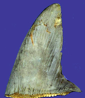 Alopias vulpinus_pecto_02.jpg